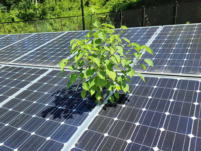 パネルの隙間から生えた植物